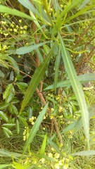 Dodonaea viscosa angustifolia