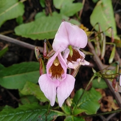 Impatiens sulcata