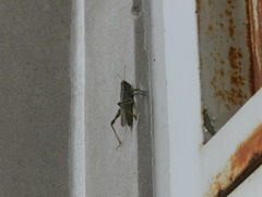 Acrididae