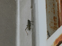 Acrididae
