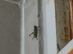 Acrididae