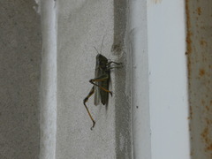 Acrididae