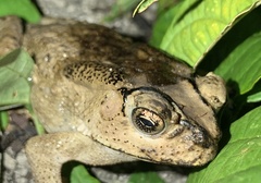 Duttaphrynus melanostictus