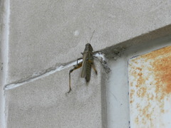 Acrididae