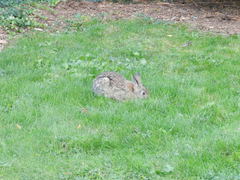 Sylvilagus floridanus