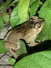 Duttaphrynus melanostictus