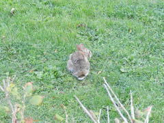 Sylvilagus floridanus