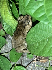 Duttaphrynus melanostictus