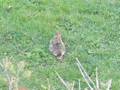 Sylvilagus floridanus