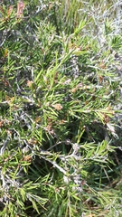 Melaleuca nodosa