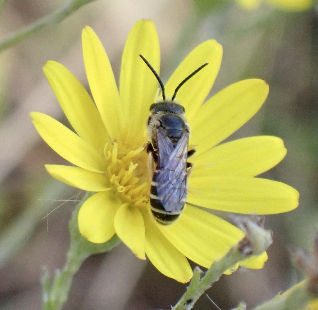 odontalictus-from-eupora-ms-us-on-october-19-2021-at-04-46-pm-by