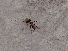 Camponotus rosariensis