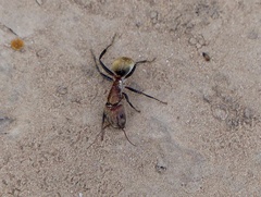 Camponotus rosariensis