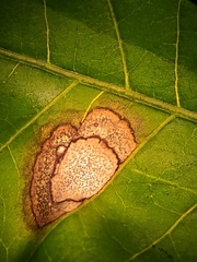 Pseudocercospora subsessilis