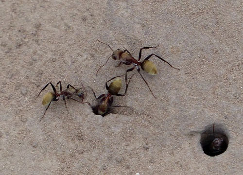 罗萨里奥弓背蚁Camponotus rosariensis