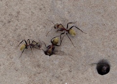 Camponotus rosariensis