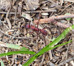 Ectatomma opaciventre