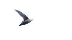 Chaetura