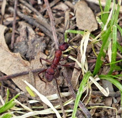 Ectatomma opaciventre