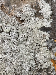 Lecanora argopholis