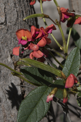 Kennedia coccinea