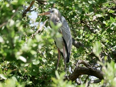 Ardea herodias occidentalis × wardi