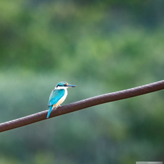 Todiramphus sanctus canacorum