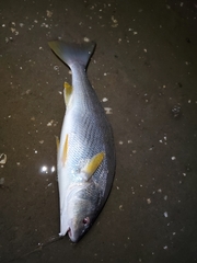 Umbrina roncador