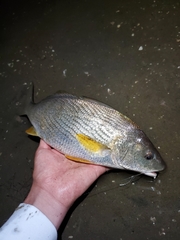 Umbrina roncador