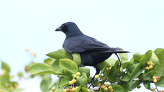 Corvus imparatus