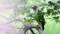 Rupornis magnirostris