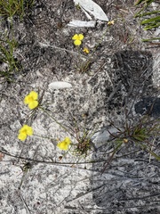 Xyridaceae