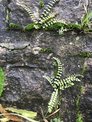 Asplenium trichomanes