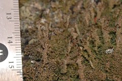 Cladonia parasitica