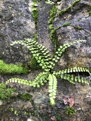 Asplenium trichomanes