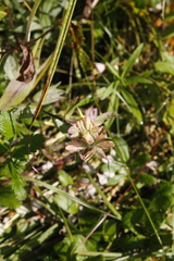 Castilleja miniata fulva