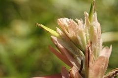 Castilleja miniata fulva