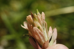 Castilleja miniata fulva