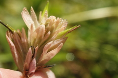 Castilleja miniata fulva