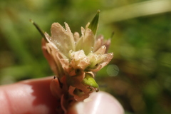 Castilleja miniata fulva