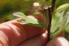 Castilleja miniata fulva