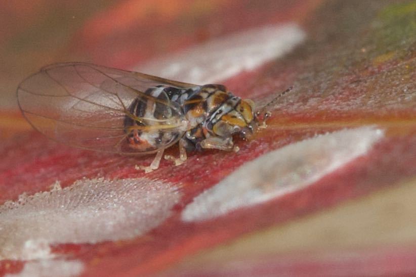 Cardiaspina densitexta