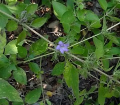 Ruellia drummondiana