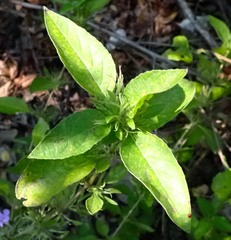 Ruellia drummondiana