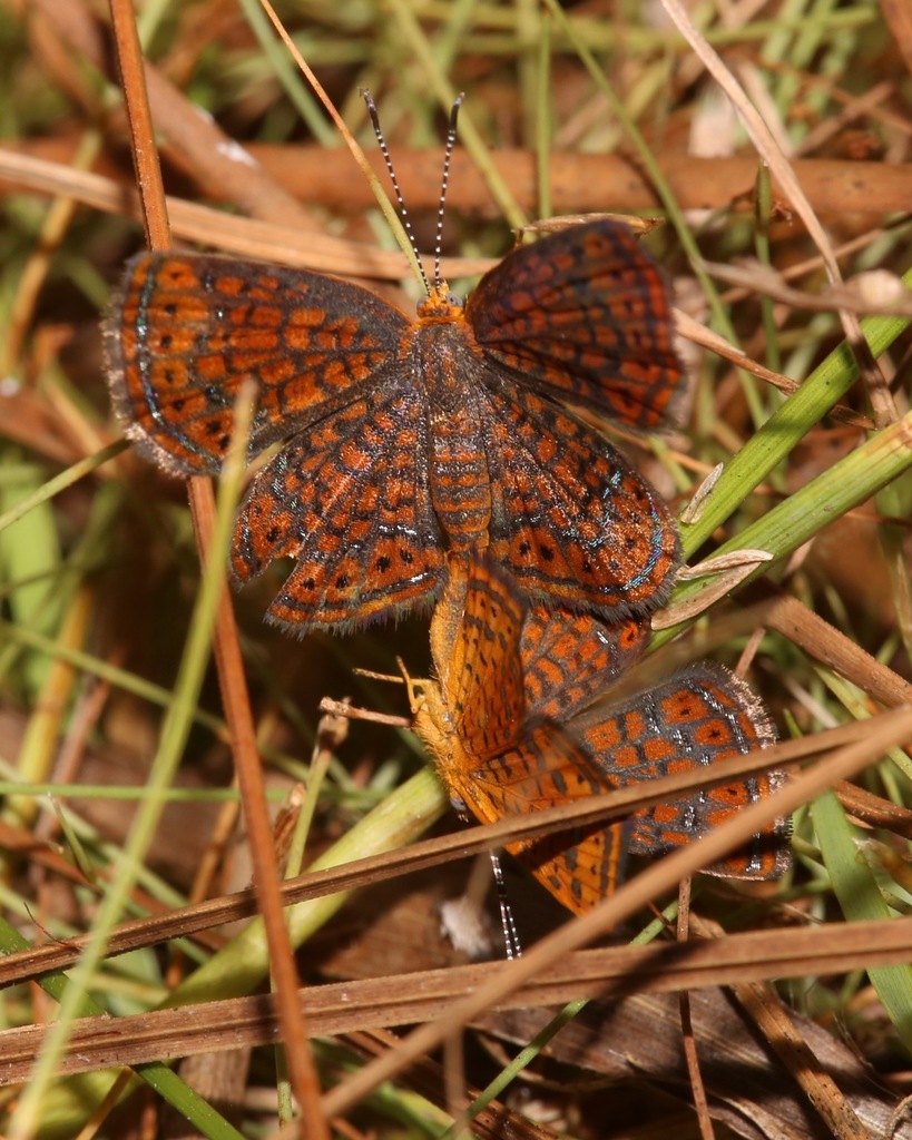 Little Metalmark