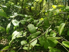 Nothofagus alpina
