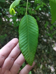 Nothofagus alpina
