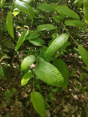 Nothofagus alpina