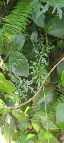 Image of Bidens cynapiifolia by (c) ritirene, some rights reserved (CC BY)