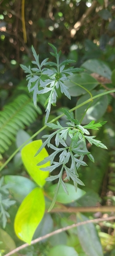 Image of Bidens cynapiifolia by (c) ritirene, some rights reserved (CC BY)